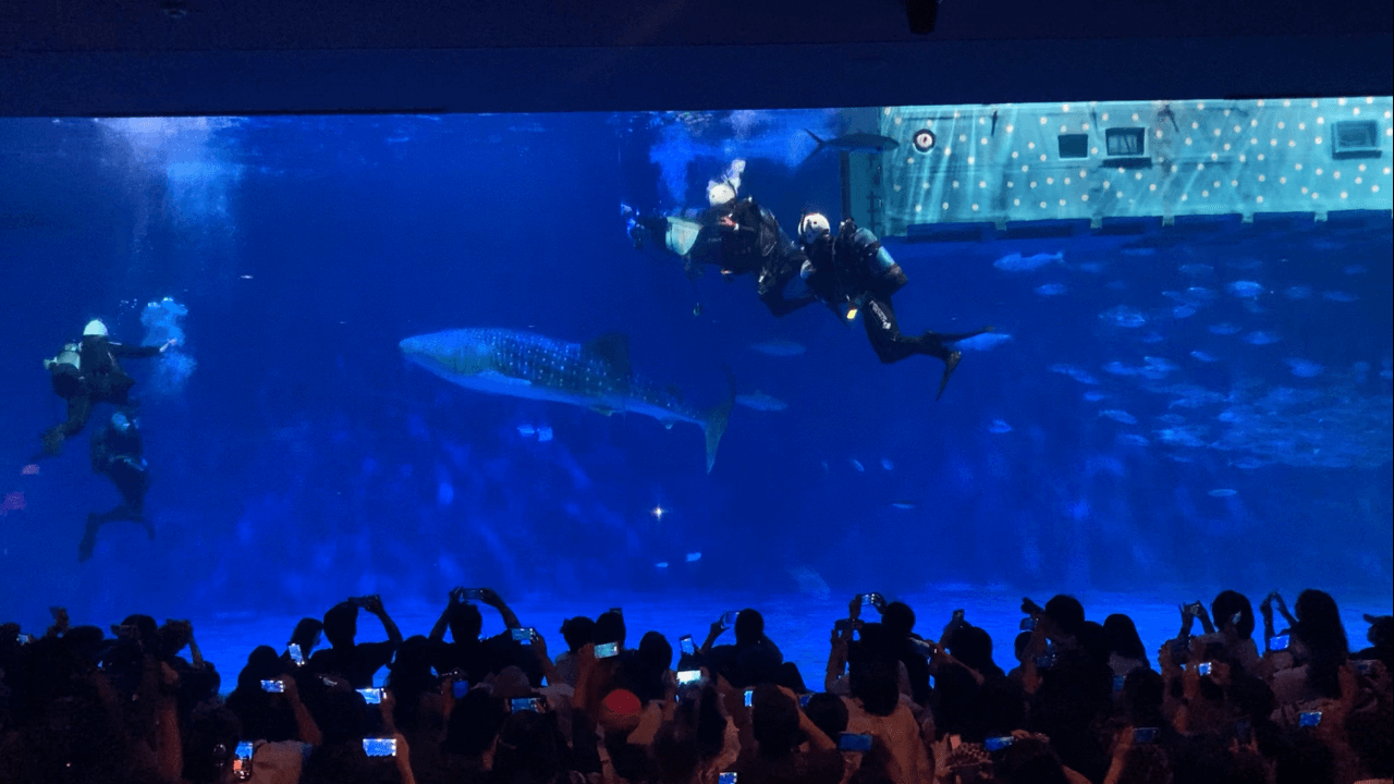 2025年8月18日。11代目ユウユウ搬入の様子（かごしま水族館提供）