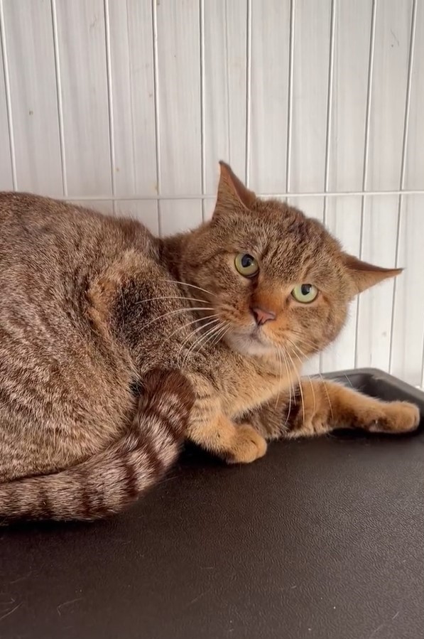 後ろ足を切断された猫を保護、虐待か？ 2キロ離れた場所でも…警察が