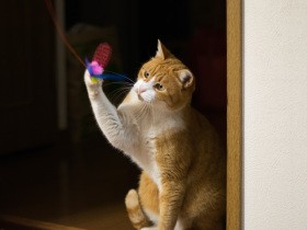 元野良猫「はち」の、続く夜鳴きと朝鳴き　変化のきっかけは脱走未遂事件だった