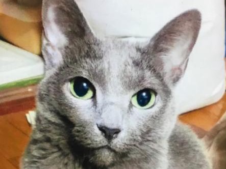 “孤独死”の部屋に残された謎の猫　新しい家族へ変化をもたらす