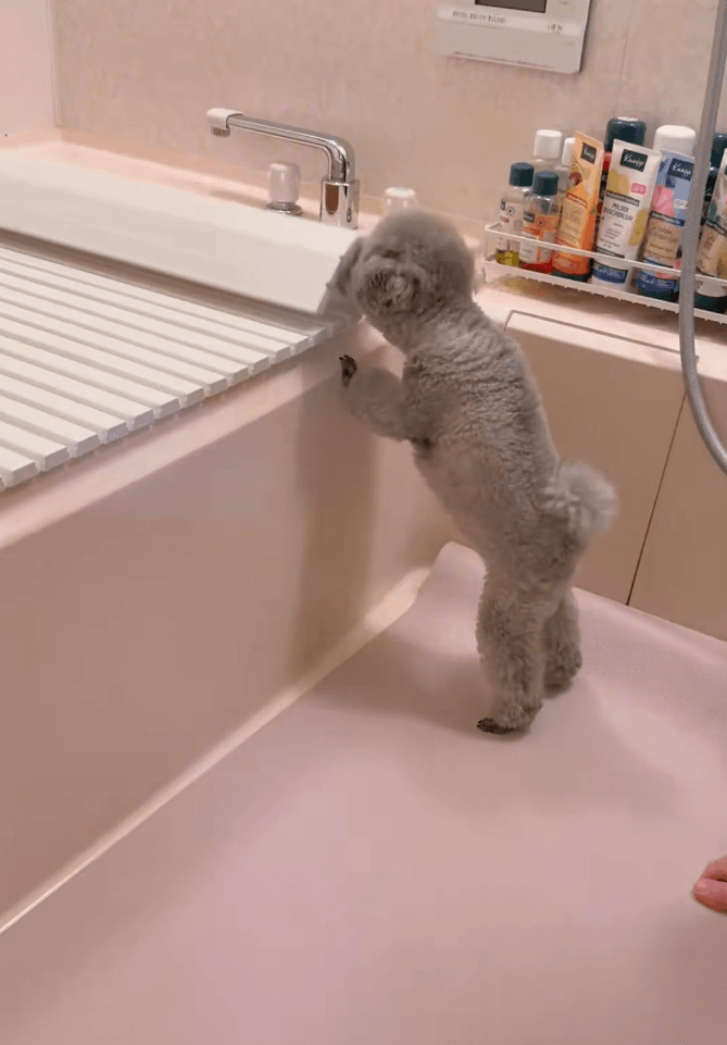 最後まで鼻をつかって閉めるエマちゃん 画像提供：エマです！