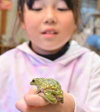 体表に黄色の斑点をつけたシュレーゲルアオガエルを観察する磯崎なずなさん＝鳥取県大山町