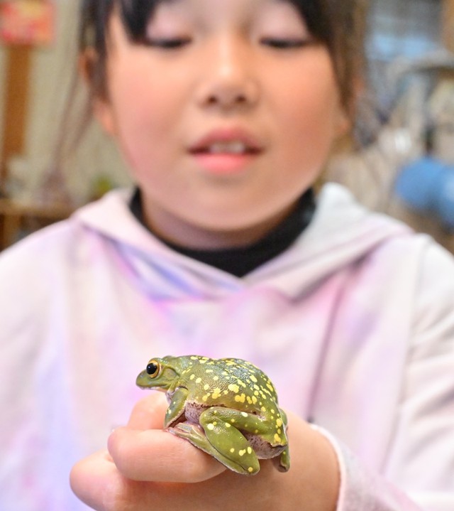 体表に黄色の斑点をつけたシュレーゲルアオガエルを観察する磯崎なずなさん＝鳥取県大山町