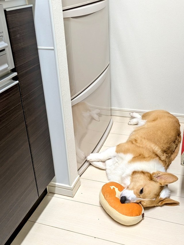 「枕」を持参したワン…（画像提供：こまち@彩さん）