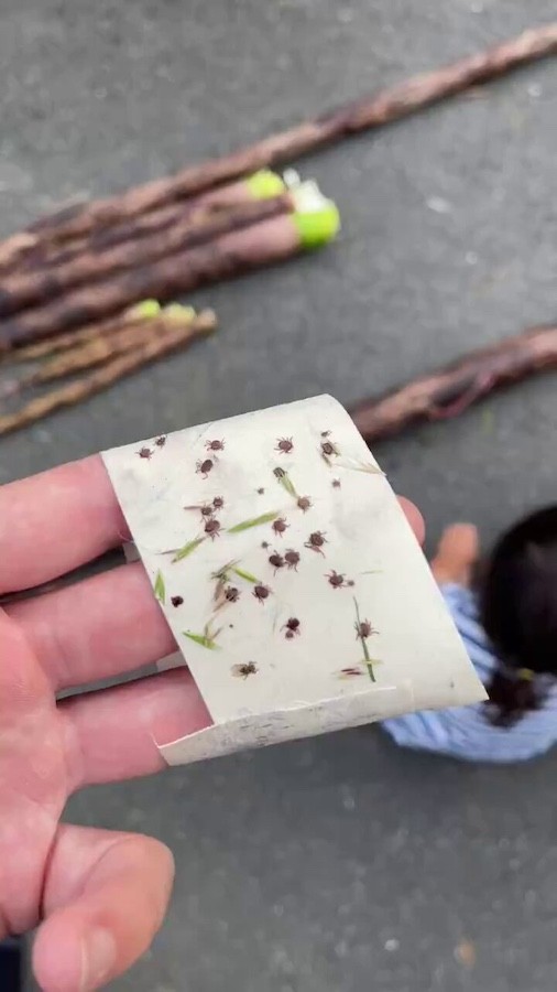 【閲覧注意】たけのこを採り終えた長靴をテープでペタペタすると…大量の「マダニ」のスタンプが！（動画からキャプチャー／提供：小林成彦さん）
