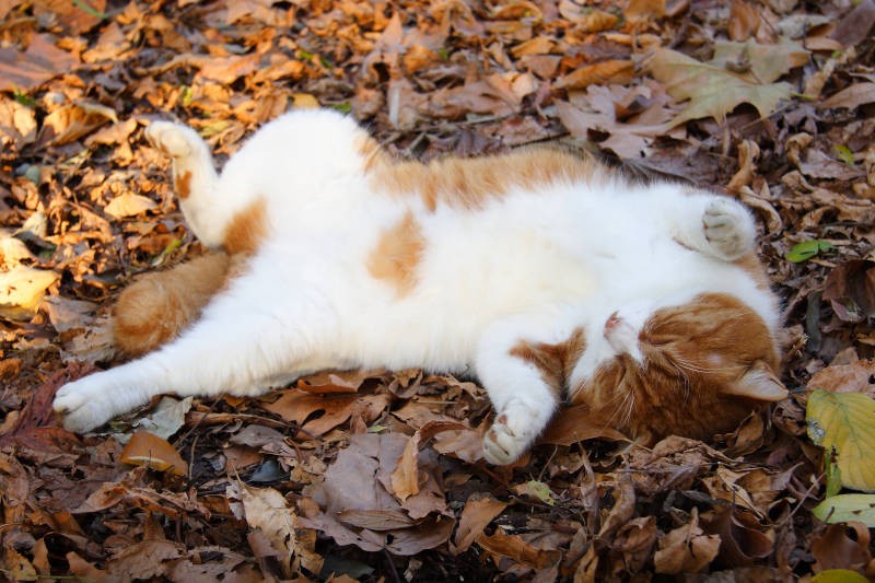無防備なその姿は、猫からの信頼の証 猫のヘソ天を、ありがたく味わい 