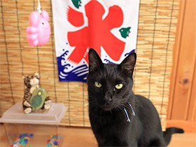お散歩もドライブも好きだよ　黒猫の「猫屋敷薔薇」