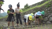中山千枚田で田植えに挑戦する地元の小学生