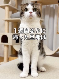 1週間ぶりに帰宅したパパを見つめるこたろうくん（画像提供：こたとつーちゃんと時々おたまさん）