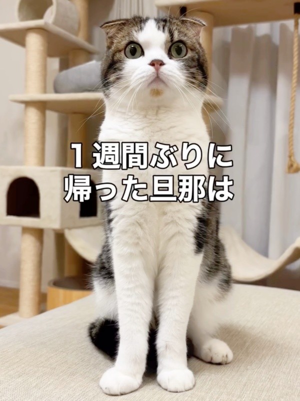 1週間ぶりに帰宅したパパを見つめるこたろうくん（画像提供：こたとつーちゃんと時々おたまさん）