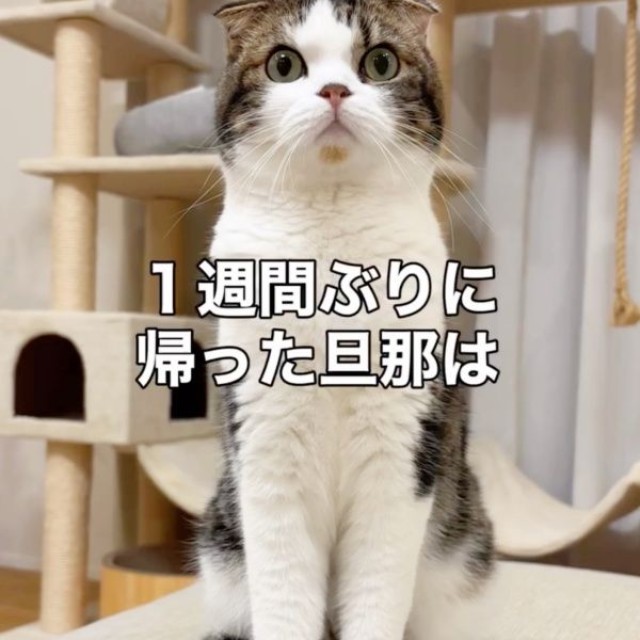 1週間ぶりに帰宅したパパを見つめるこたろうくん（画像提供：こたとつーちゃんと時々おたまさん）