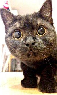まん丸おめめに、まん丸お顔ーー愛らしいさつきちゃん（画像提供：aomineco（黒猫あおみね&さつき）さん）