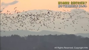 シーズン最後の渡り鳥調査　宮城県では北帰行ほぼ終わる