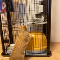 おうちに迎えられた喜次郎くん。ニャン太くんくんが不思議そうに見つめます（画像提供：茶トラ猫のニャン太とキジシロの喜次郎さん）