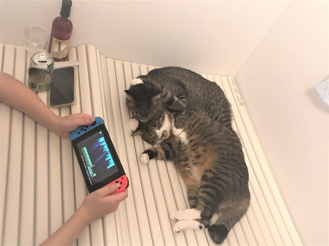 彼女がちゃむのすけくんとまるきちくん（上側）の兄弟猫たちとお風呂を満喫する様子を、「ねこまるすいさん」さんがTwitterに投稿。19万超のいいねがついた（提供画像）