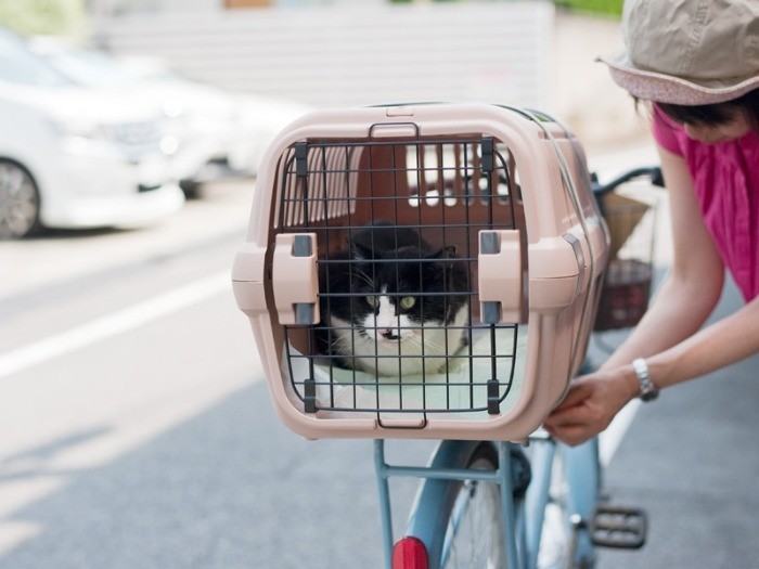 「おカゴでお出かけって言うけどさ、乗り心地はいまひとつなんだな」（小林写函撮影）