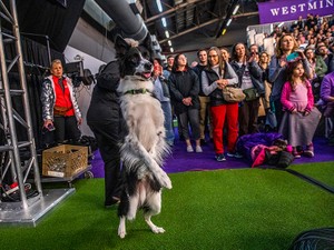 犬が老いるプロセスに、ヒトの老化研究のヒントがある