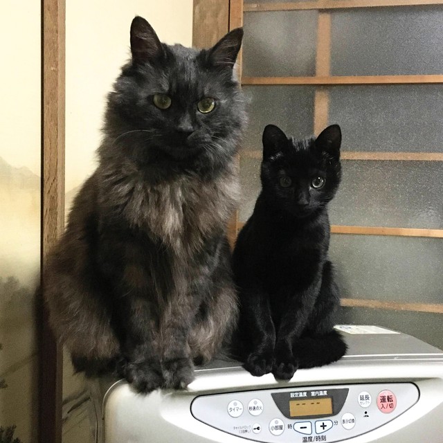 ナツ（左）との貴重なツーショット。黒猫同士、仲が良かった（山根さん提供）