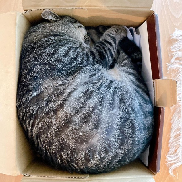 この絶妙なサイズ感がいいの