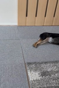 最後まで引きずられます（「豆柴のなな」さん提供、Twitterよりキャプチャ撮影）