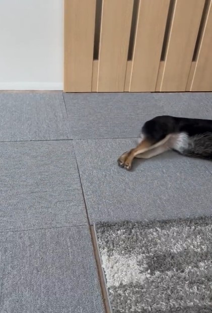 最後まで引きずられます（「豆柴のなな」さん提供、Twitterよりキャプチャ撮影）