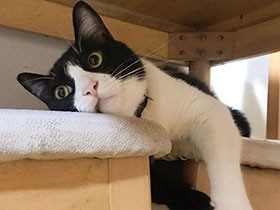 やっぱりここが一番落ち着くなあ　ハチワレ猫の「ジンくん」