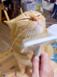 ブラッシング好きなこいもちゃん。うっとりとした表情に（画像提供：こいもちゃんさん）