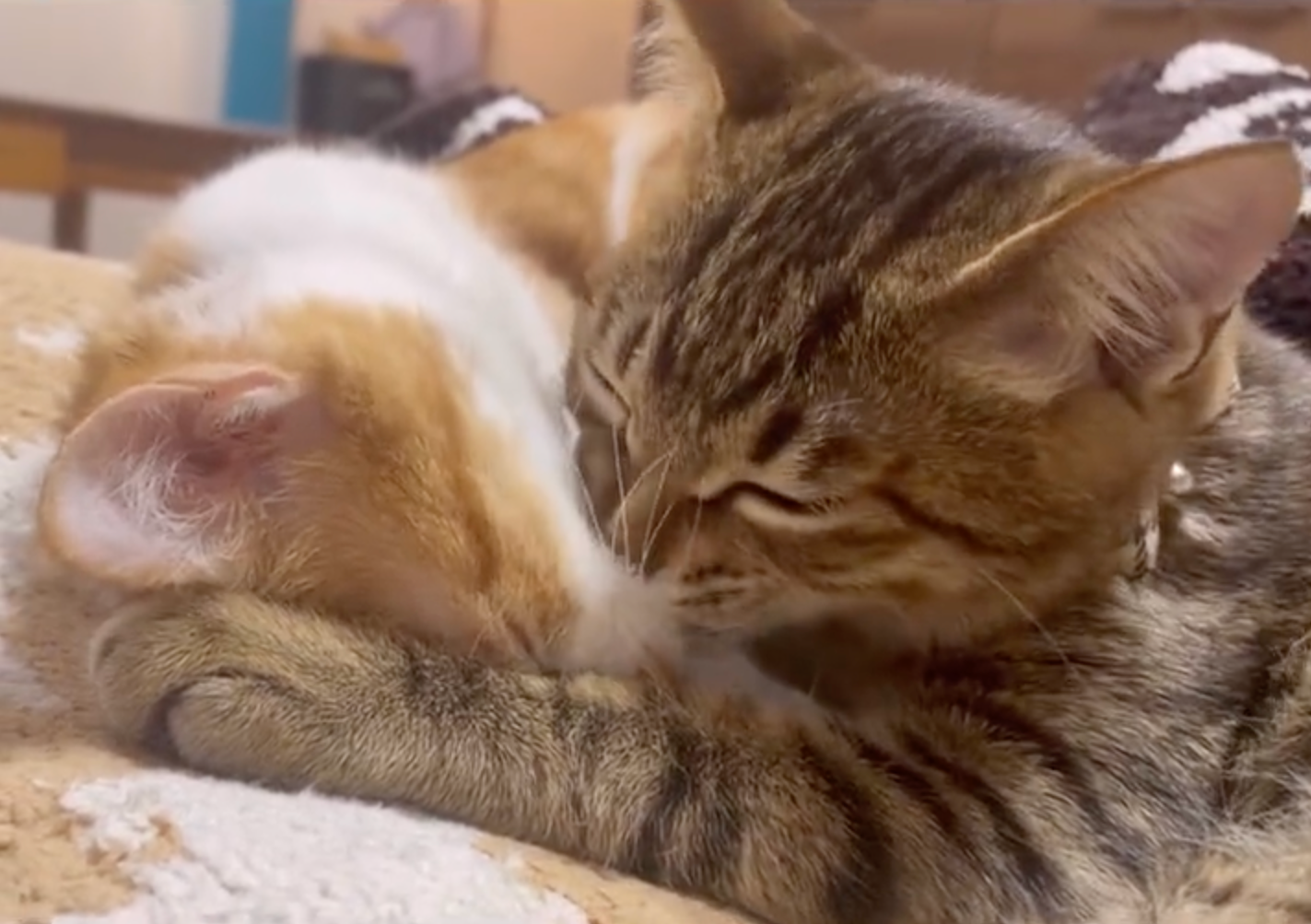 喜八くんの顔をグルーミングする親兵衛ちゃん＝親兵衛（しんべえ）さん（@shin_bei22）提供