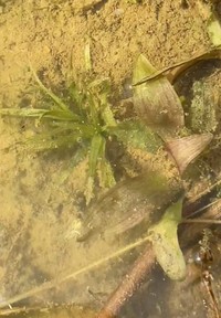 田んぼで「鉄バクテリア」を撮影中、小林さんが偶然発見した絶滅危惧種の水草「スブタ」（動画からキャプチャー／提供：小林成彦｜見習い猟師カメラマン さん）