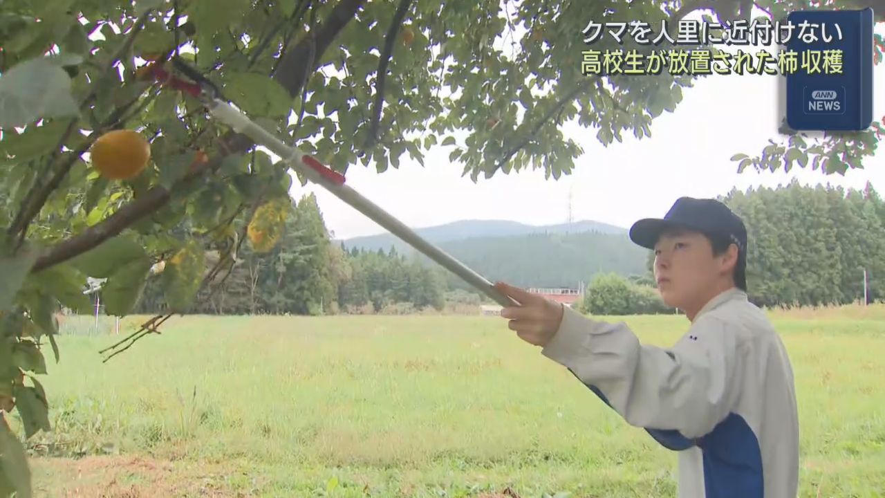 農業高校生が放置されたままの柿を収穫しクマ対策　宮城・加美町