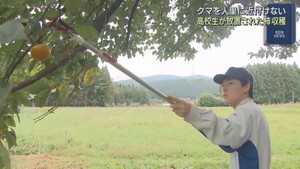農業高校生が放置されたままの柿を収穫しクマ対策　宮城・加美町