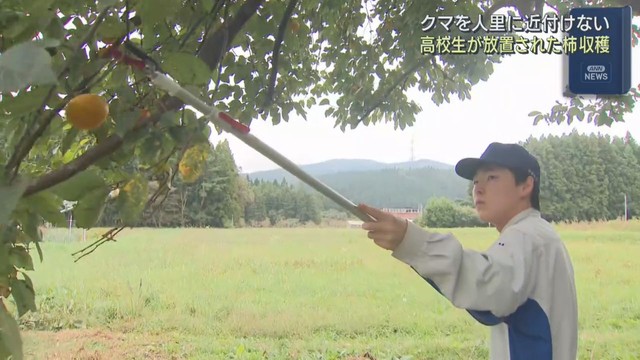 農業高校生が放置されたままの柿を収穫しクマ対策　宮城・加美町