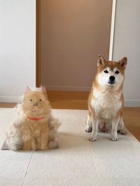 ももちゃん本体と同じように、小さな前足を揃えておすわりをしているように見える大量の「抜け毛」（画像提供：柴犬もも さん ※抜け毛部分を加工しています）