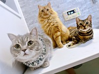 お風呂のパトロールをする（左から）いわしくん、からしくん、にぼしくん（画像提供：いわし先生さん）