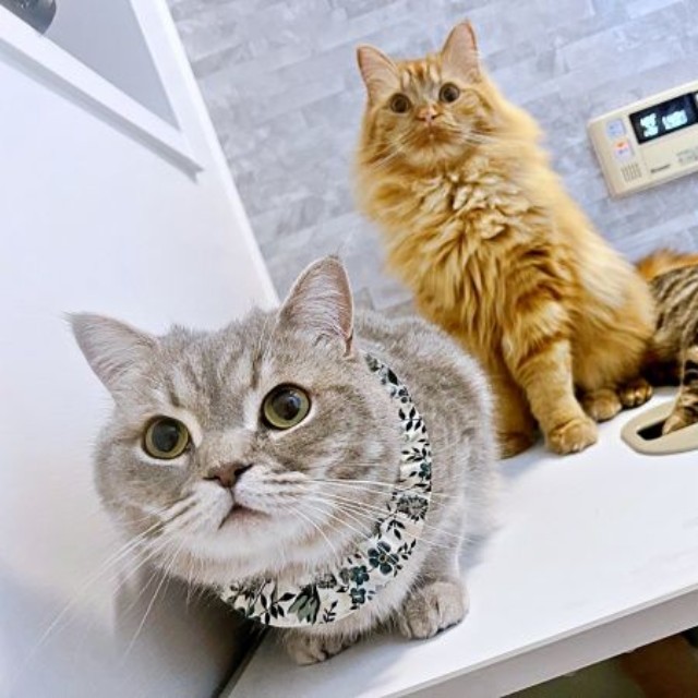 お風呂のパトロールをする（左から）いわしくん、からしくん、にぼしくん（画像提供：いわし先生さん）