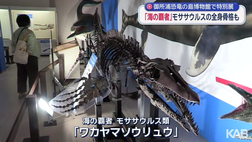 約6m「海の覇者」全身骨格模型の展示も 御所浦恐竜の島博物館で特別展
