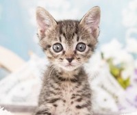 生まれたばかりのところで、動物愛護センターに収容された子猫さん、チャロアイト