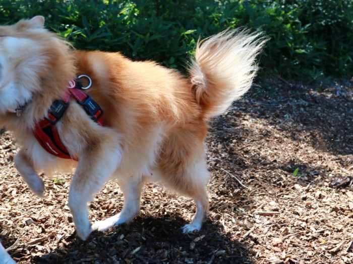 大吉に襲いかかる福助