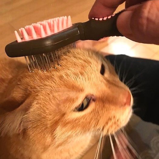 頭をブラッシングされるのが大好き