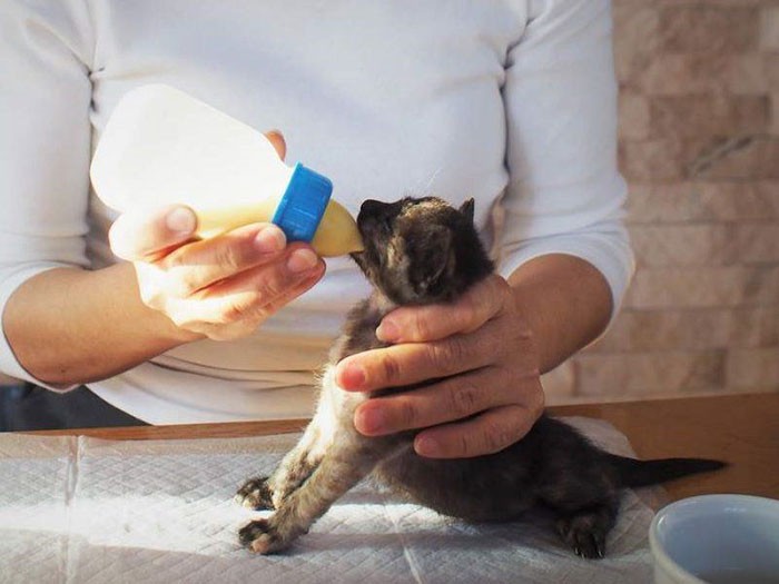 母猫のおっぱいを飲む体形にして、授乳