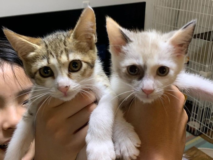 昨年５月後半、フクハラ家に迎えたさあちゃん（左）としいちゃん（右）の姉妹。トライアル時はまだ幼い顔（フクハラさん提供）