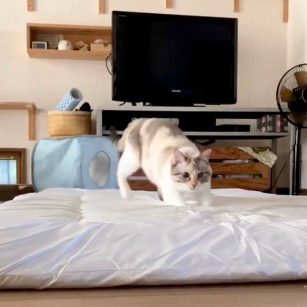 布団の真ん中に着地したルールーちゃん（画像提供：kaoruさん）