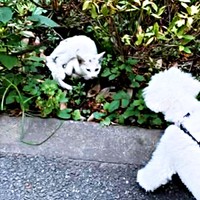 散歩中、子猫のてまりくんを発見したらふくん（画像提供：てまり らふ ビスコさん）