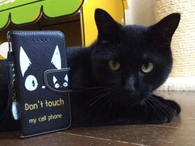 あの人気アニメの猫キャラとコラボ？　クリクリおめめの黒猫「ジジ」