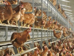 鶏のケージ飼いからの転換、日本でもじわり　「生き物に向き合う実感。楽しい」