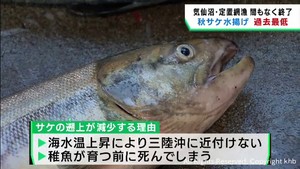 秋サケ漁まもなく終了　記録的な不良となる見込み　宮城・気仙沼市