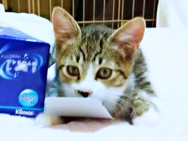 保護当初、生後推定2、3カ月。飼い主さんの姉宅で過ごしていたまめたろくん（画像提供：まめたろさん）