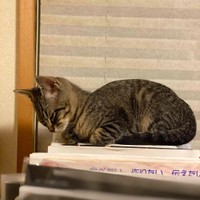 こっくりこっくり寝ているみらいちゃん