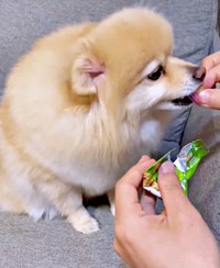 おやつを買ってもらったぱっちゃん。おいしそうに食べました（画像提供：ぱっちゃんさん）