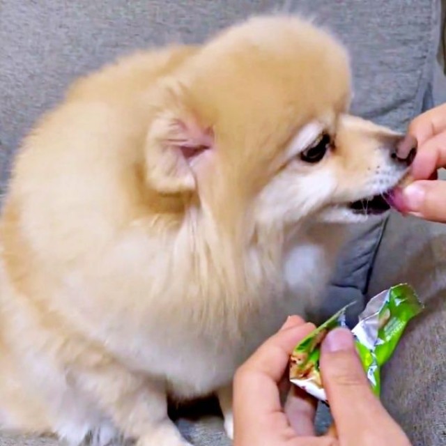 おやつを買ってもらったぱっちゃん。おいしそうに食べました（画像提供：ぱっちゃんさん）